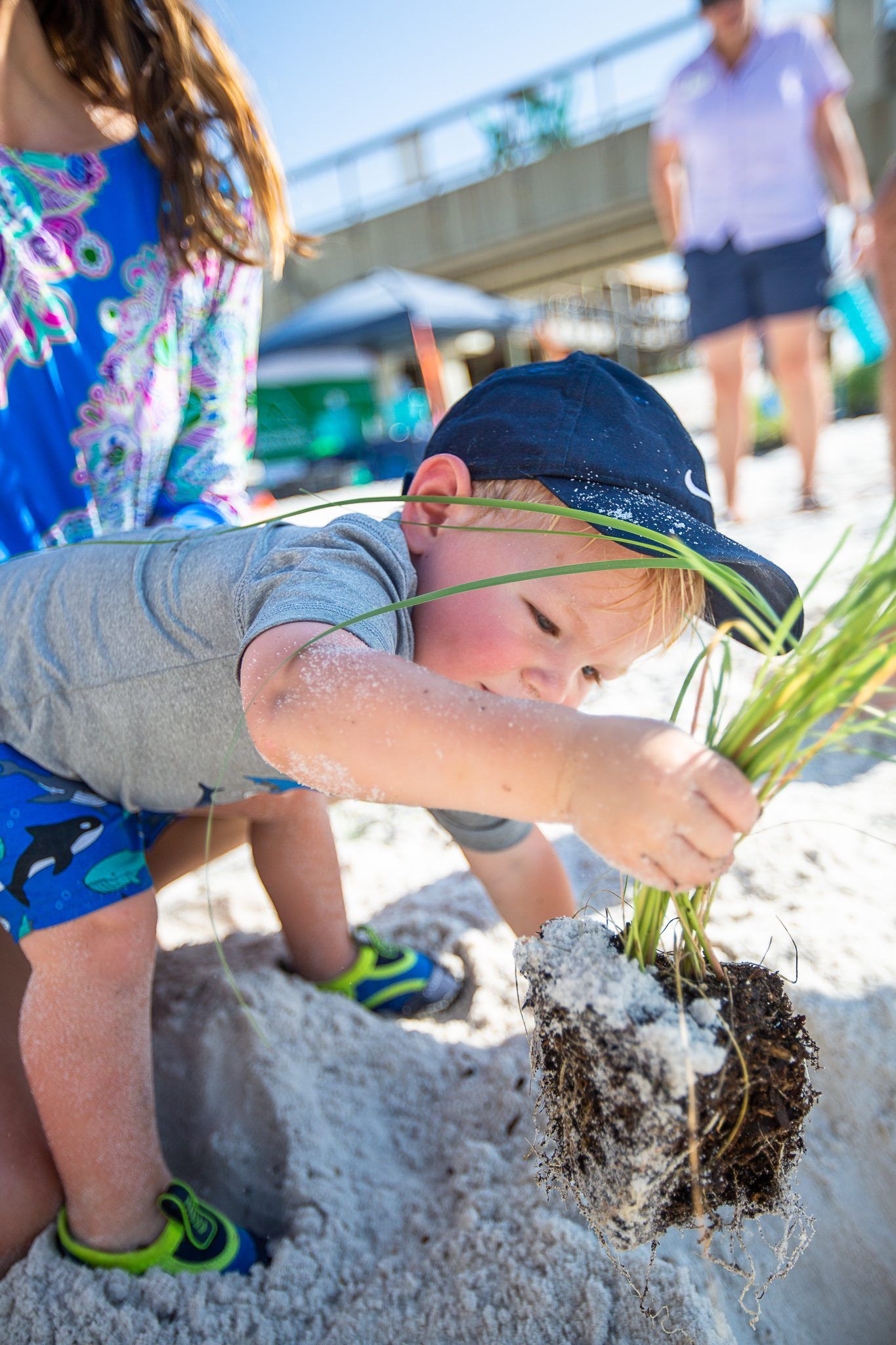 Child planting sea oats